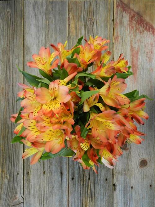 LUCERO BI-COLOR ORANGE/YELLOW ALSTROEMERIA